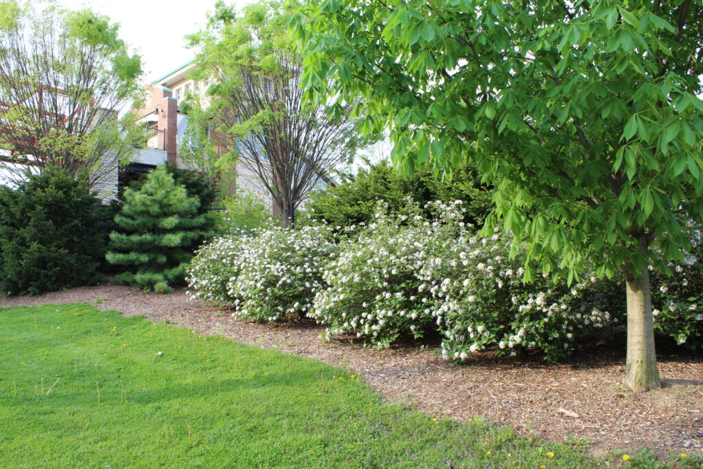Judd Viburnum Native Roots