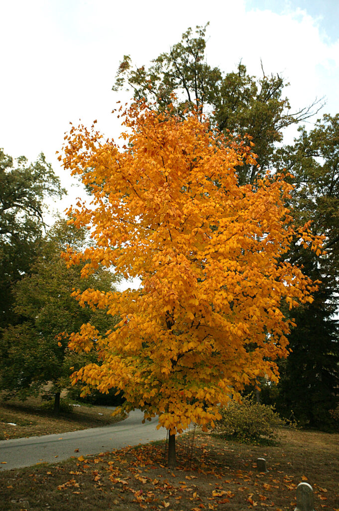 Black Maple Native Roots   Acer Nigrum Black Maple 