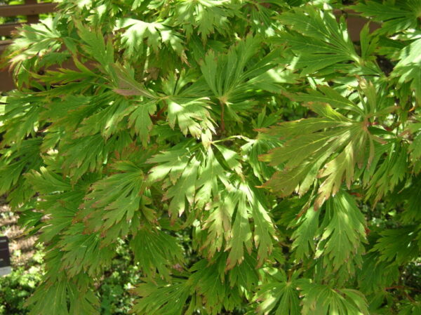 Acer ‘Aconitifolium’