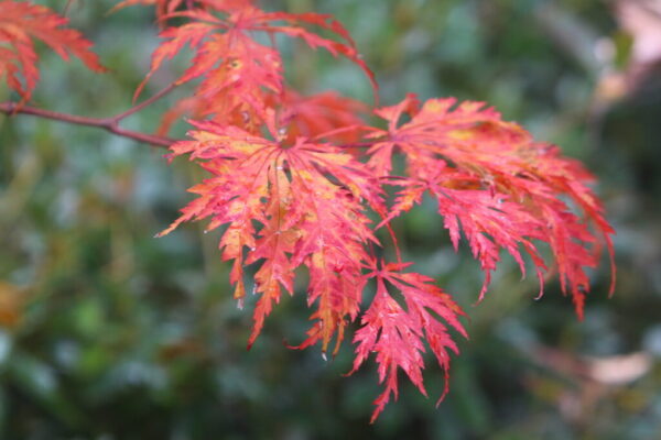 Acer ‘Aconitifolium’ - Full Moon Japanese Maple
