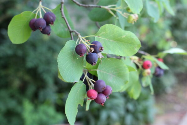 Autumn Brilliance Serviceberry Fruit