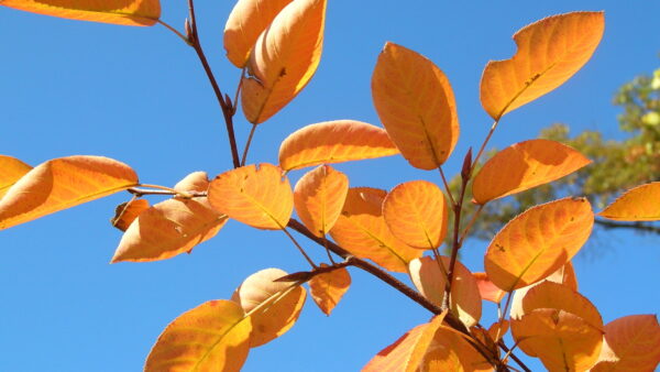Autumn Brilliance Serviceberry Leaves