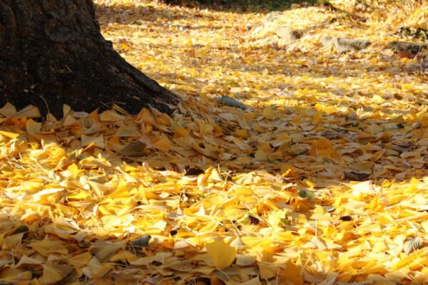 Autumn Gold Ginkgo - Ginkgo ‘Autumn Gold’