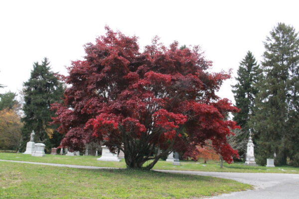 Bloodgood Japanese Maple Acer plam. ‘Bloodgood’