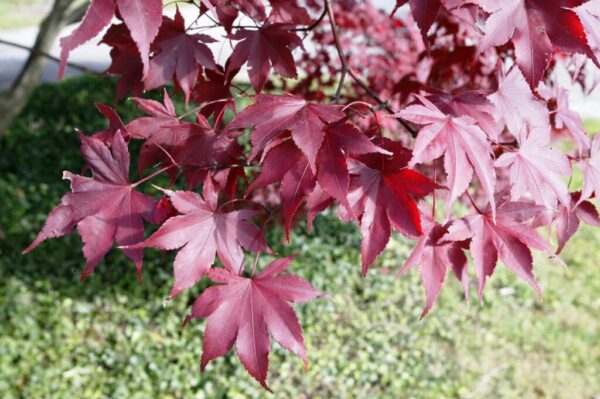 Bloodgood Japanese Maple Leaves