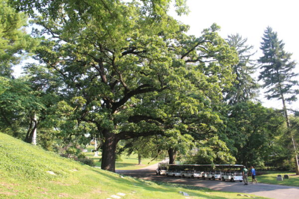 Bur Oak - Quercus Macrocarpa