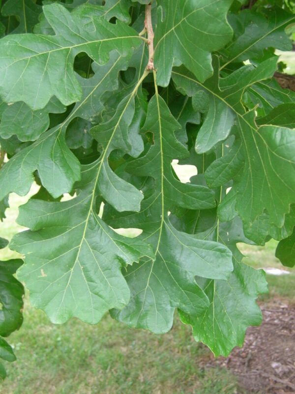 Bur Oak Quercus Macrocarpa Leaves