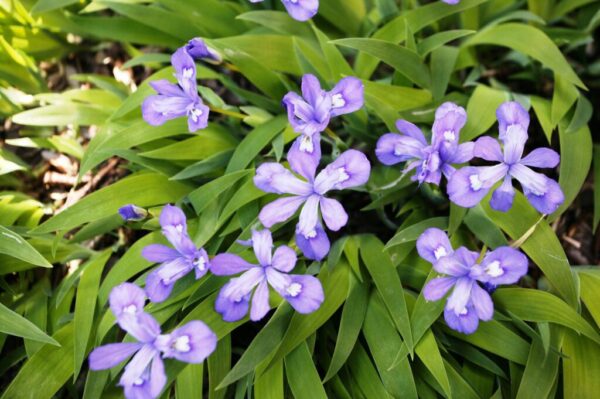 Dwarf Crested Iris Iris cristata