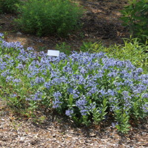 Eastern Bluestar Amsonia tab. var. salicifolia