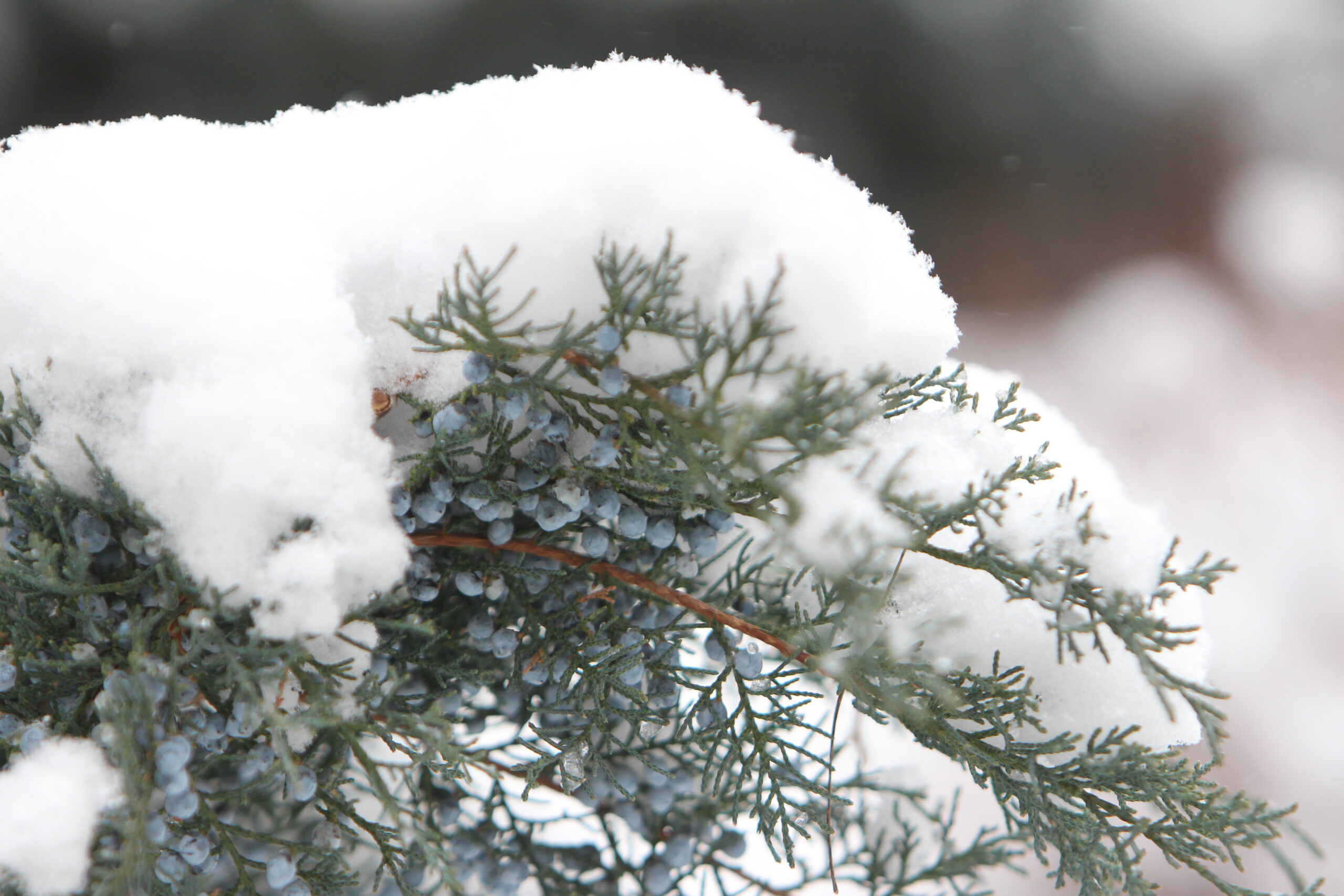 Evergreen Shrubs Archives Native Roots