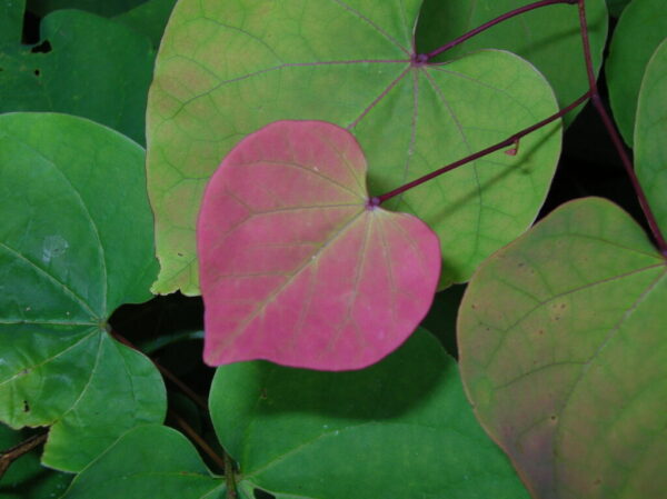 Forest Pansy Redbud - Cercis ‘Forest Pansy’