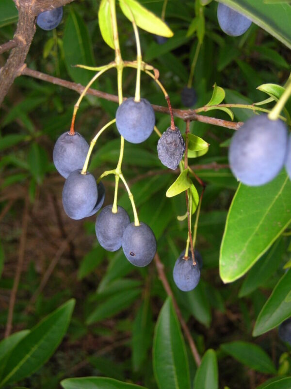 Fringetree Fruit