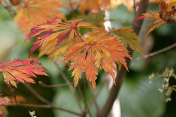 Full Moon Japanese Maple - Acer ‘Aconitifolium’