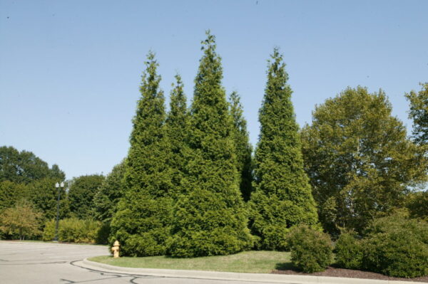 Green Giant Arborvitae