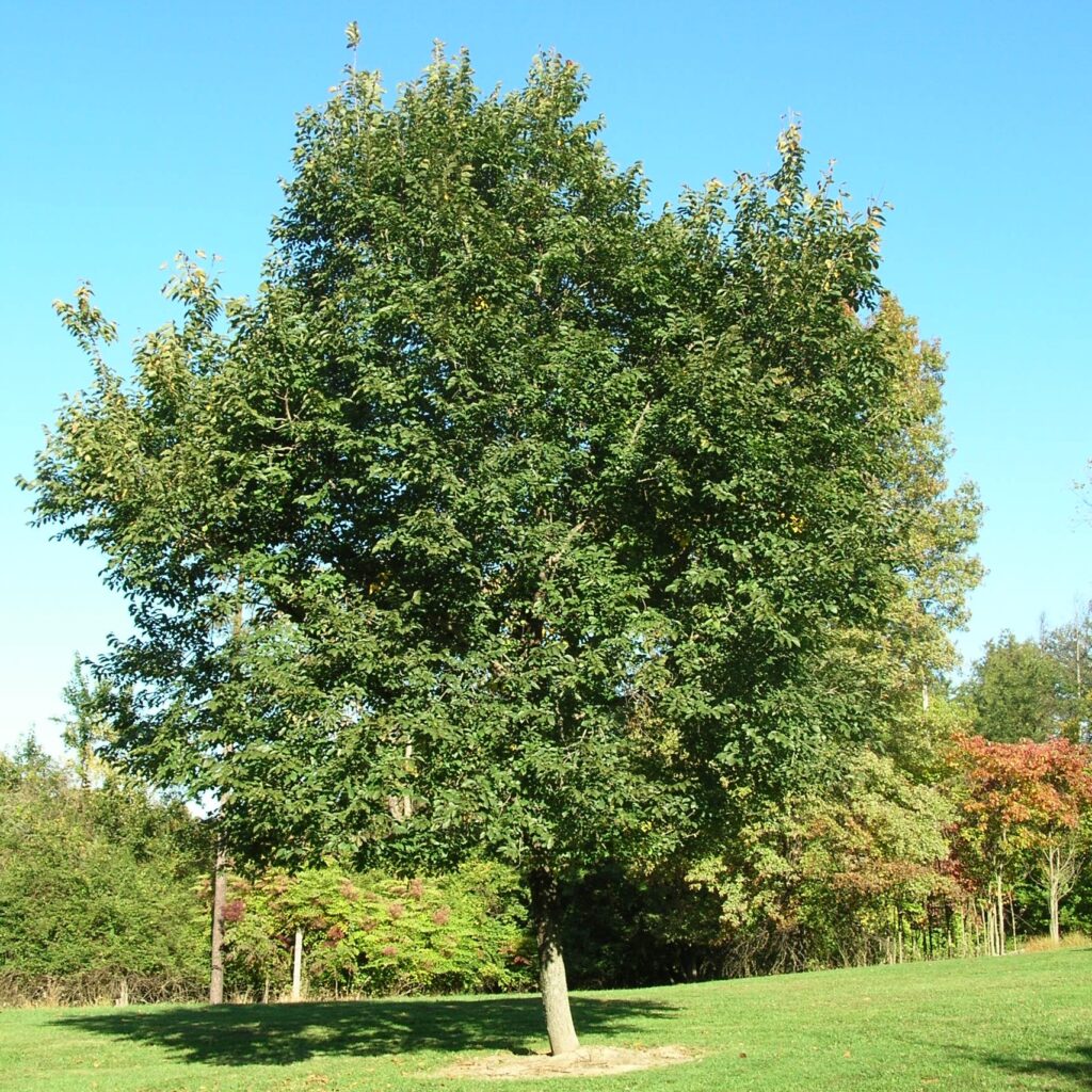 Hardy Rubber Tree