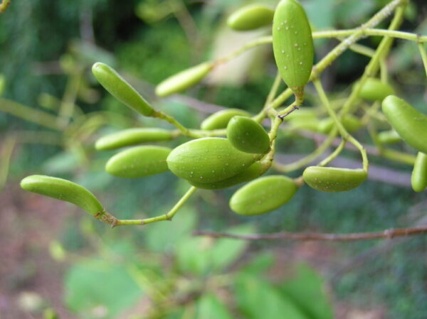 Ivory Silk Lilac Fruit