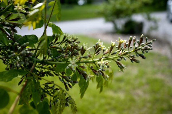 Kentucky Coffeetree Gymnocladus Dioicus