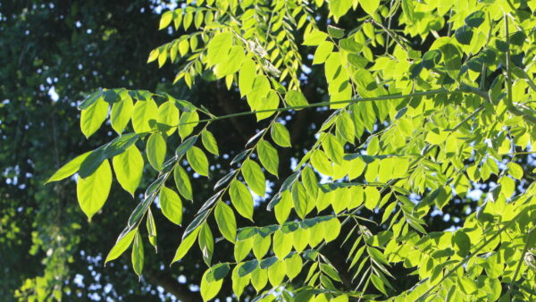 Kentucky Coffeetree Gymnocladus Dioicus Leaves