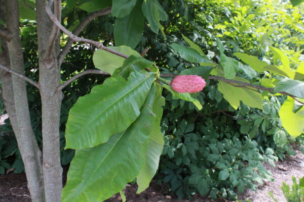 Magnolia tripetela