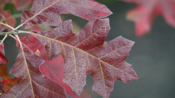 Northern Red Oak Quercus Rubra Leaf