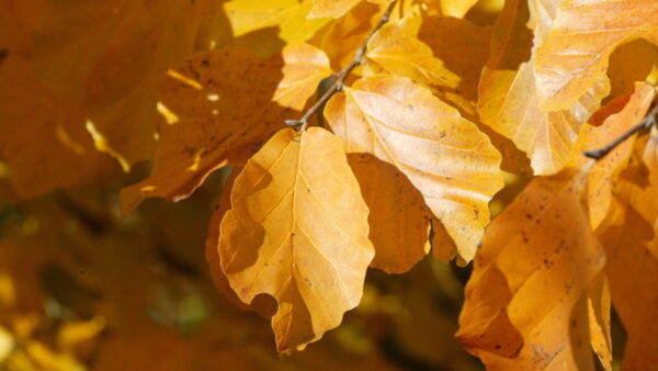 Persian Ironwood Leaves