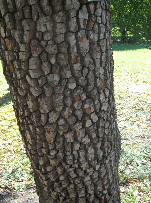 Persimmon Diospyros Virginiana Tree Trunk