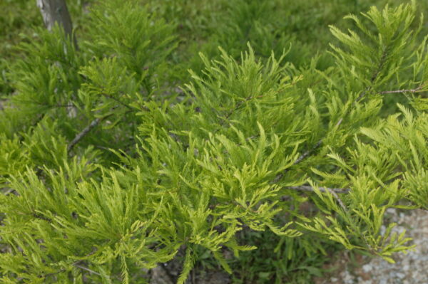 Pond Cypress - Taxodium Ascendens