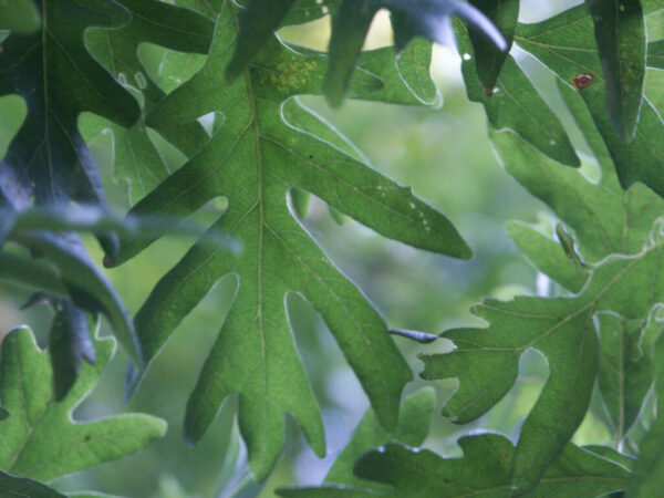 Quercus alba White Oak