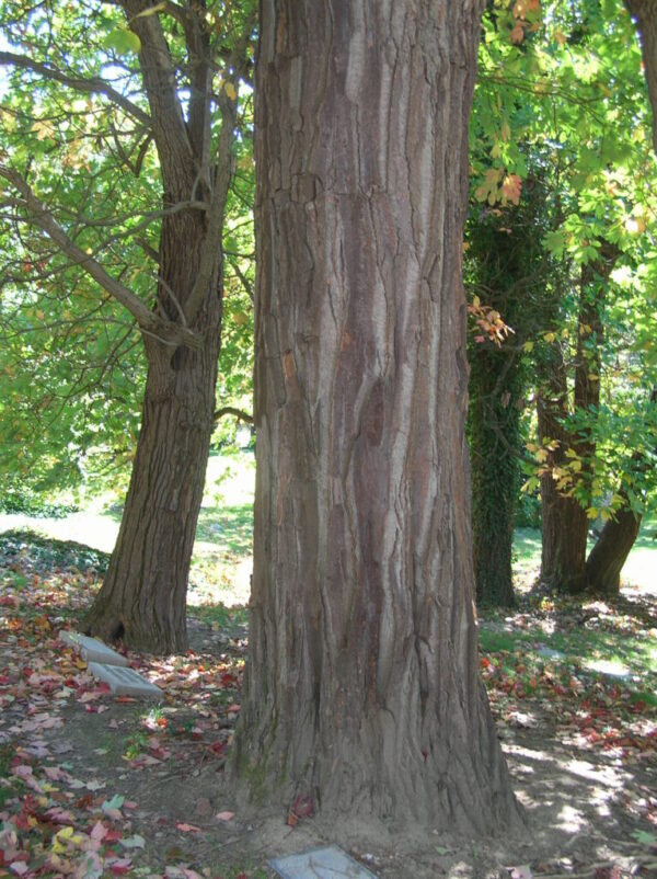 Sassafras Tree Trunk