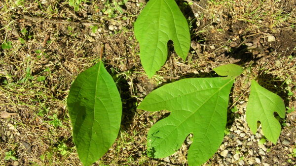 Sassafras albidum leaf