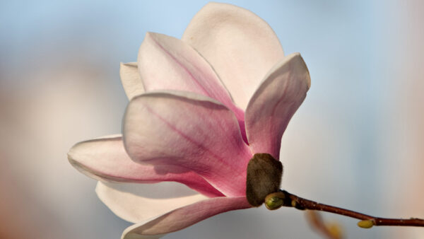 Saucer Magnolia Flower