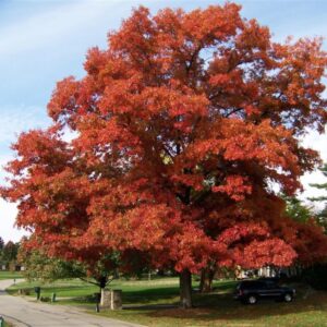 Scarlet Oak