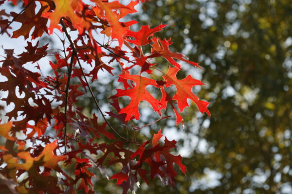 Scarlet Oak Quercus coccinea