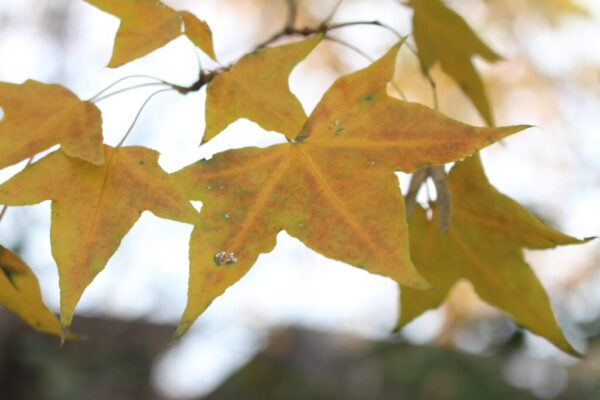 Shantung Maple - Acer truncatum