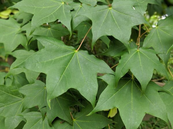 Shantung Maple Acer truncatum