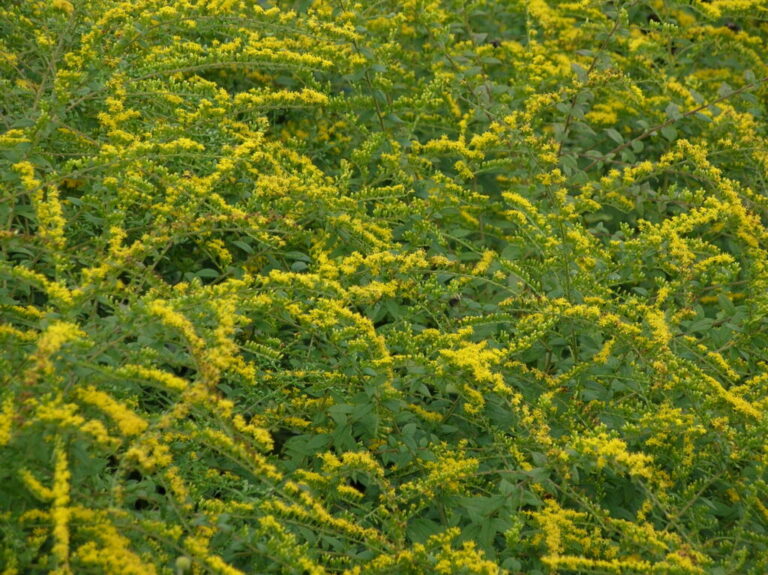 Fireworks Goldenrod | Native Roots