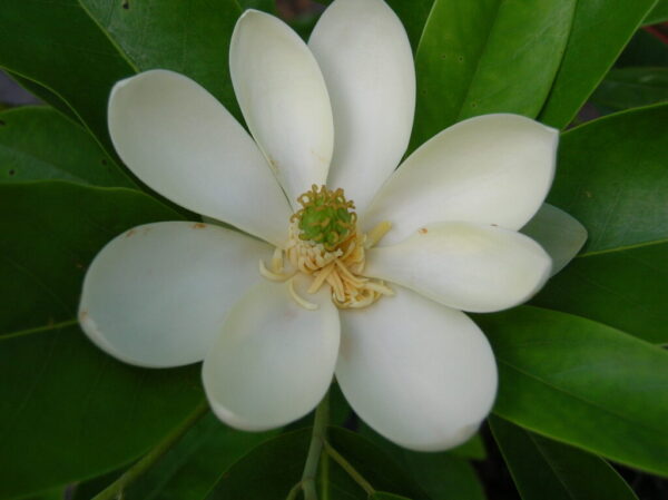 Sweetbay Magnolia - Magnolia virginiana