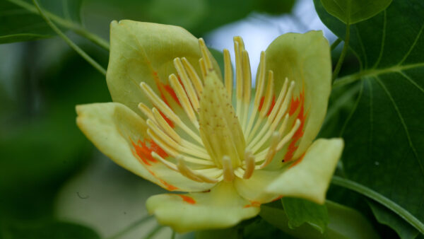 Tuliptree Flower