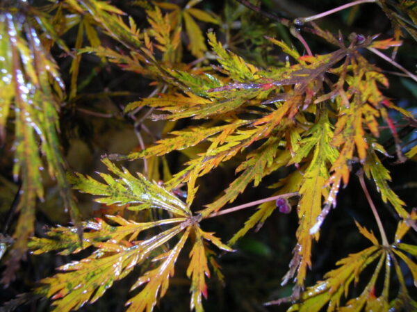 Viridis Japanese Maple Acer ‘Viridis’