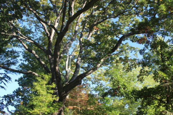 White Oak Tree Trunk