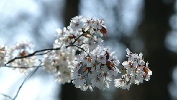 Yoshino Cherry Flowers