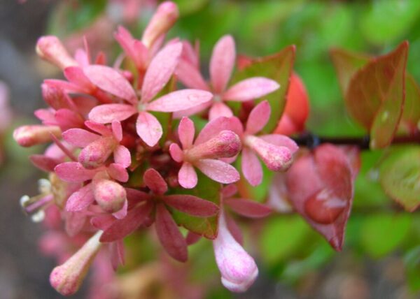 Abelia ‘Rose Anniversary’