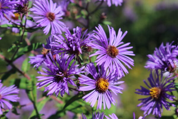 Purple Dome New England Aster | Native Roots