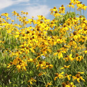Autumn Gold Willowleaf Sunflower Helianthus salic. ‘Autumn Gold’