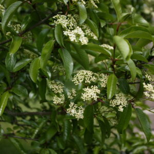 Blackhaw Viburnum Viburnum prunifolium