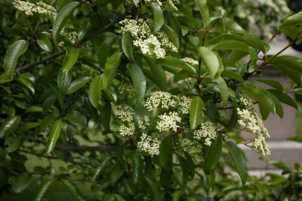 Blackhaw Viburnum Viburnum prunifolium
