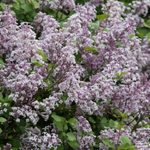 Dwarf Korean Lilac Syringa ‘Palibin’