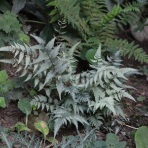 Japanese Painted Fern Athgyrium niponicum var. pictum