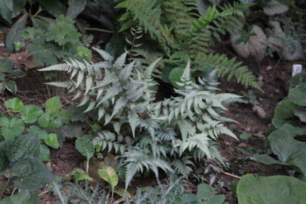 Japanese Painted Fern Athgyrium niponicum var. pictum