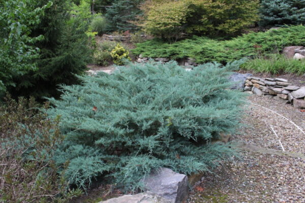 Juniperus ‘Grey Owl’